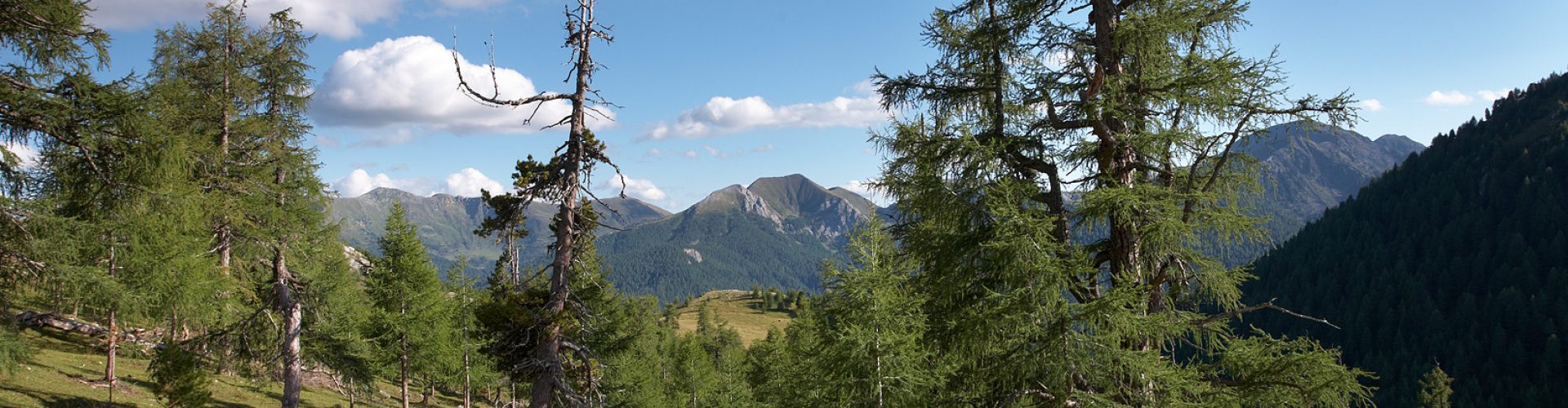 Lärchenwald im Nationalpark Nockberge, Heiligenbach, Kärnten, Ös